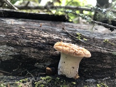 Polyporus mcmurphyi