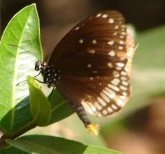 Euploea core core