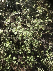 Coprosma tenuicaulis