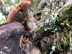 Polyporus mcmurphyi