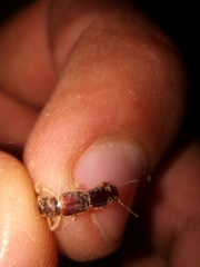 Pinophilus