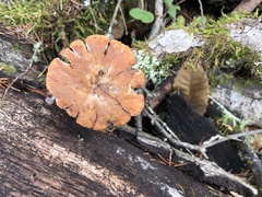 Polyporus mcmurphyi
