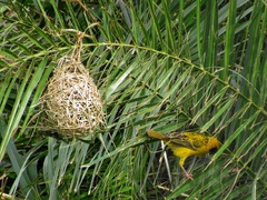 Ploceus cucullatus spilonotus