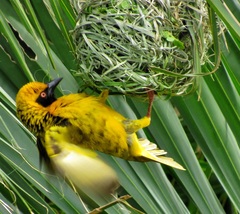 Ploceus cucullatus spilonotus