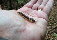 Apheloriini