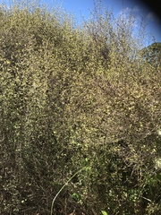 Coprosma tenuicaulis