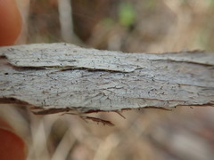 Mycocalicium subtile