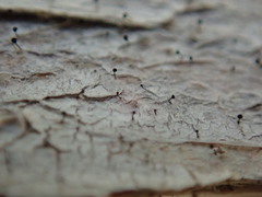 Mycocalicium subtile