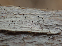 Mycocalicium subtile