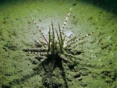 Prionocidaris bispinosa