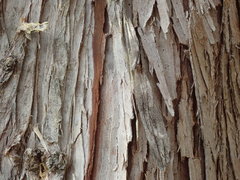 Mycocalicium subtile