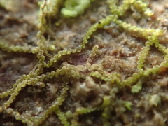 Frullania californica