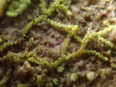 Frullania californica