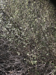 Coprosma tenuicaulis