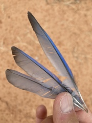 Aphelocoma woodhouseii