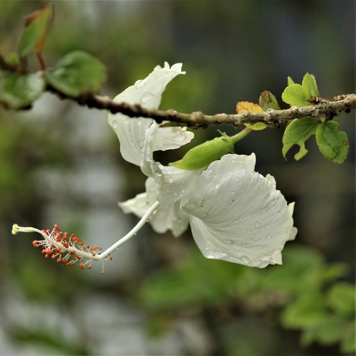 Red Hibiscus