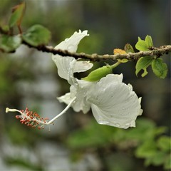 Hibiscus × archeri