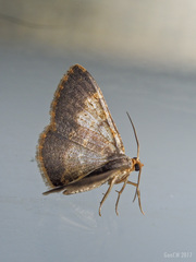 Peratophyga venetia