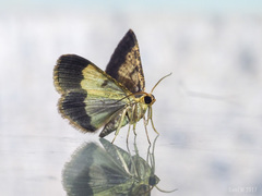 Peratophyga venetia