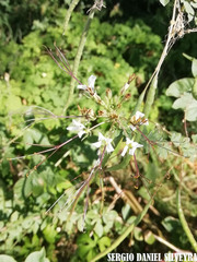 Magnoliopsida