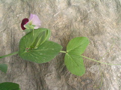 Pisum sativum