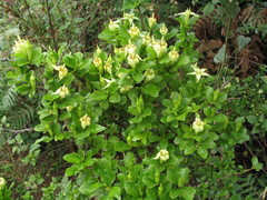 Himalrandia tetrasperma