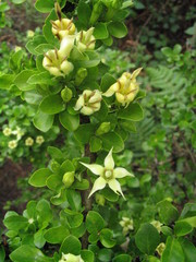 Himalrandia tetrasperma