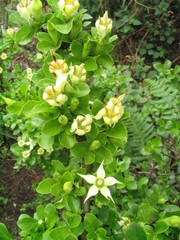 Himalrandia tetrasperma