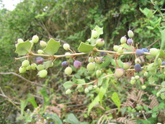 Berberis aristata