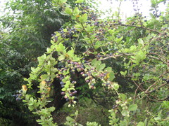 Berberis aristata
