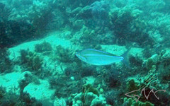 Pentapodus paradiseus