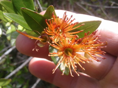 Metrosideros parkinsonii