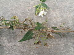 Deutzia staminea