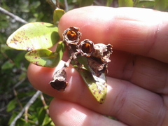 Metrosideros parkinsonii