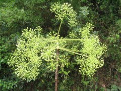 Pentapanax leschenaultii