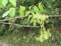 Pentapanax leschenaultii