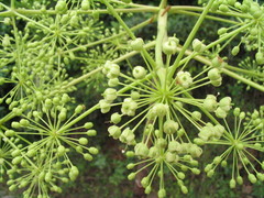 Pentapanax leschenaultii