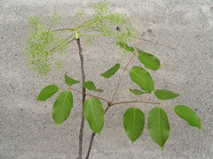 Pentapanax leschenaultii