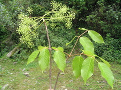 Pentapanax leschenaultii