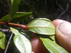 Metrosideros parkinsonii