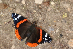 Vanessa atalanta
