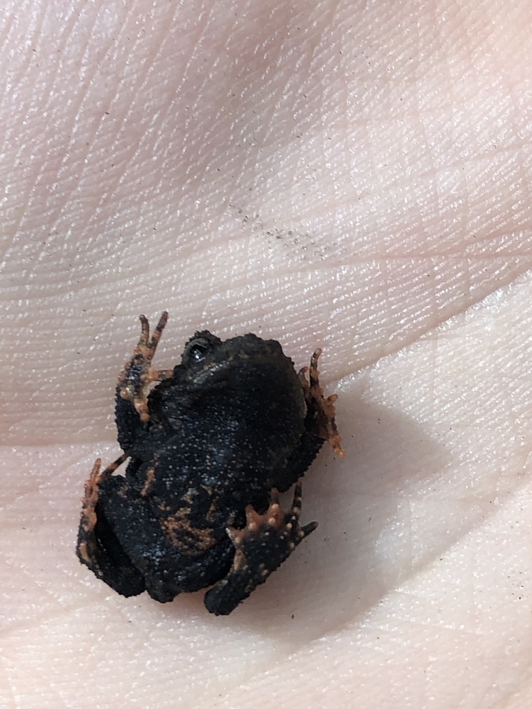 Peters' Smooth Horned Frog