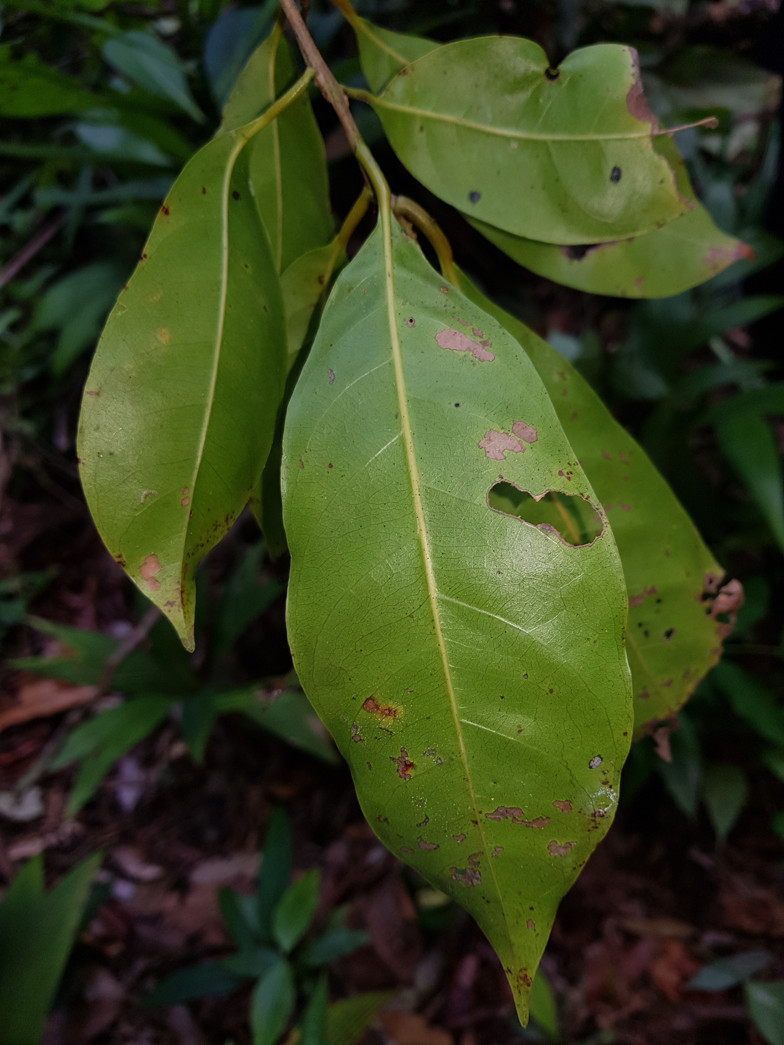 Imagem de Pouteria amygdalicarpa