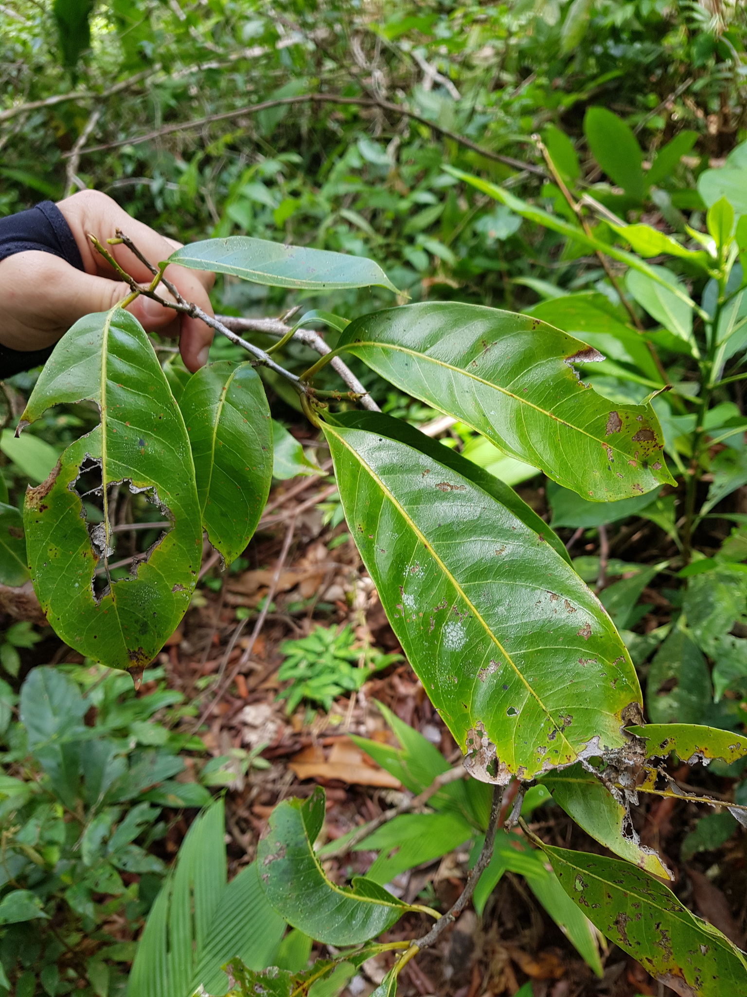 Imagem de Pouteria amygdalicarpa