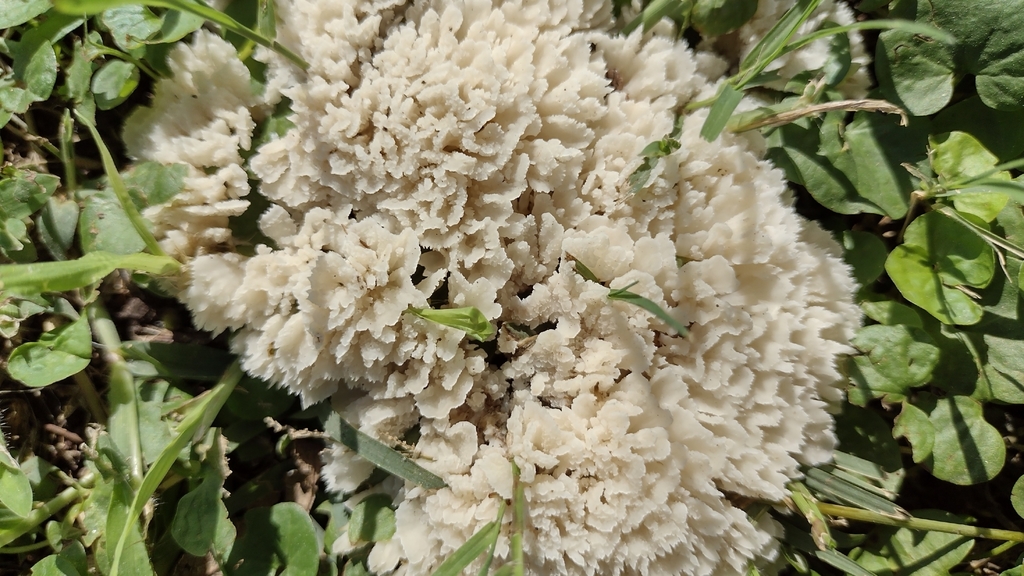 Irpex rosettiformis · February 2021 · photo: © mariazeta (iNaturalist, cc-by)