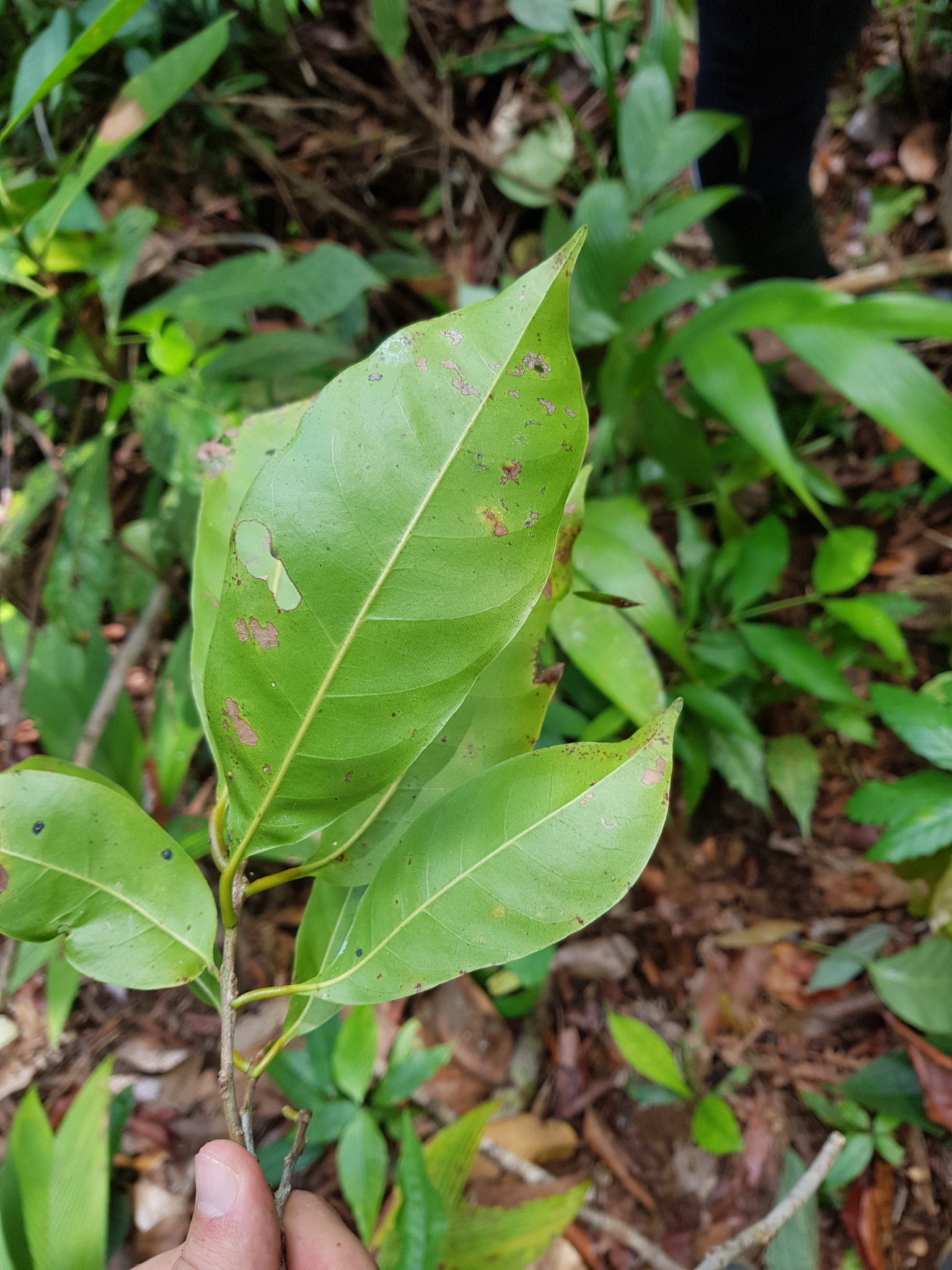 Imagem de Pouteria amygdalicarpa