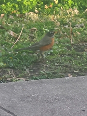Turdus migratorius