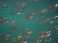 Ambassis jacksoniensis