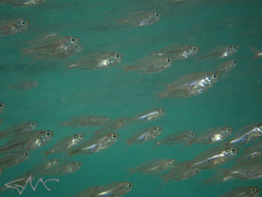 Ambassis jacksoniensis