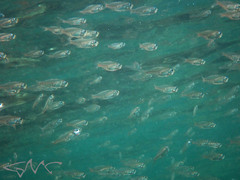 Ambassis jacksoniensis